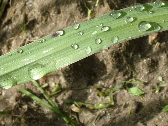 Macro blade of grass